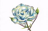 イラスト「花　薔薇　青」白石拓也