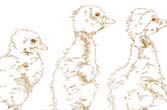 イラスト「鳥、アヒル」ミキアイコ